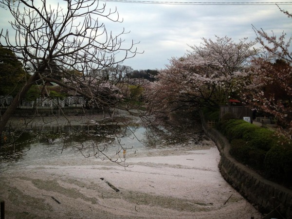 Hanami in Kamakura