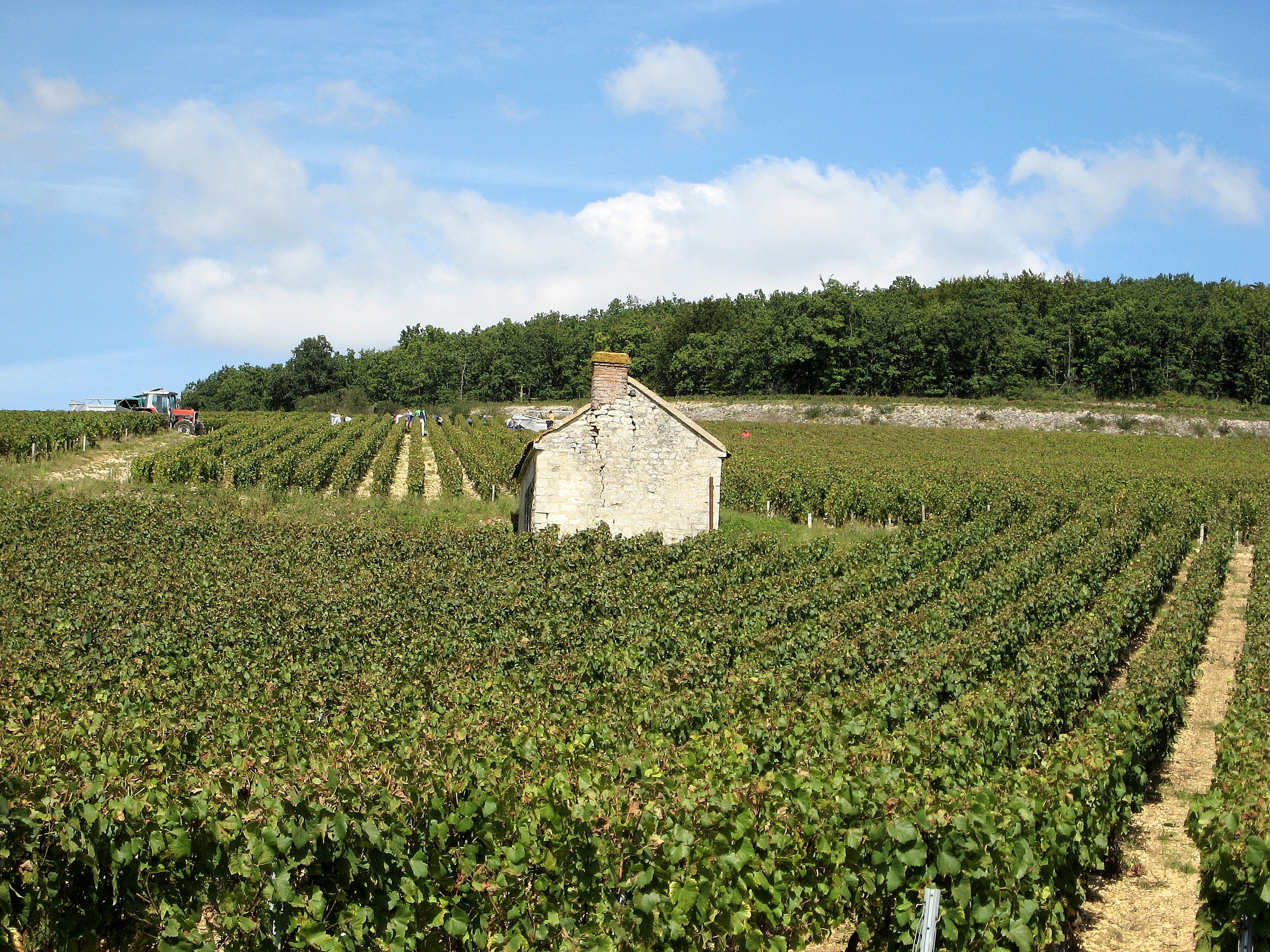 Harvest time in the Chablis Premier Cru vineyard of Fourchaume